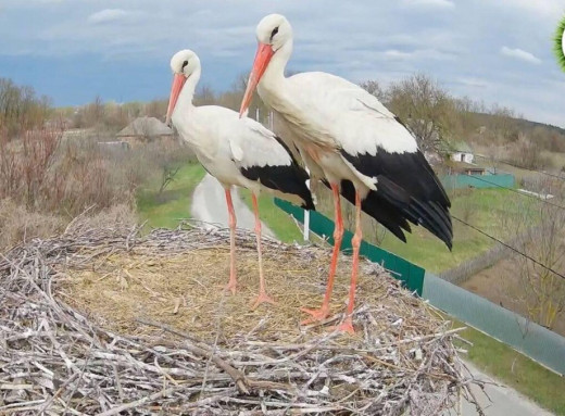 Лелеча Санта-Барбара триває, у зіркове гніздо знову повернувся Грицик фото
