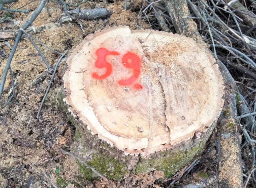 Неподалік Шостки незаконно зрубали 66 дерев фото