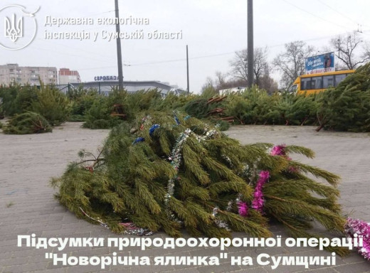 Перед новорічними святами на Сумщині виявили 11 випадків незаконної вирубки сосен фото