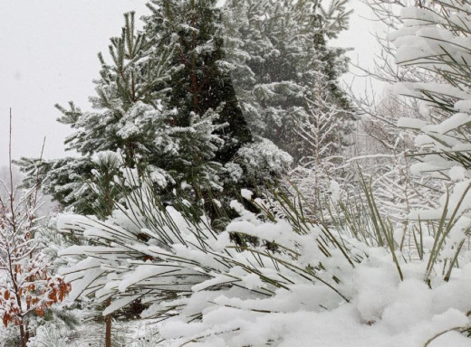 На початку тижня на Сумщині прогнозують сніг, мокрий сніг та ожеледицю фото