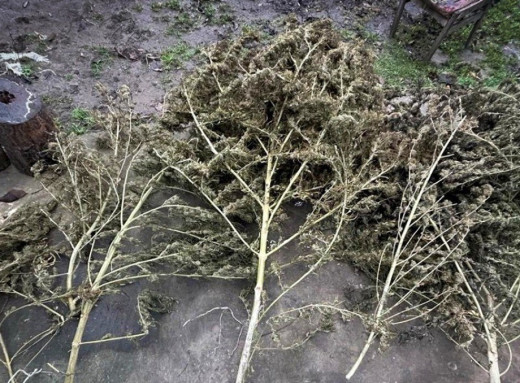 Поліція Охтирщини вилучила у двох місцевих мешканців близько пів кілограма канабісу фото