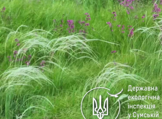 На Сумщині виявили рідкісну популяцію ковили пірчастої: екологи вимагають надати їй заповідний статус фото