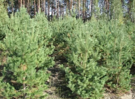 На Сумщині прокуратура врятувала понад тисячу гектарів лісу від незаконного відчуження фото