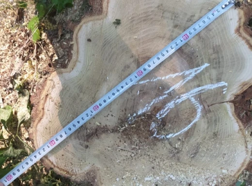 Майстер лісу з Охтирщини відповість перед судом за незаконну вирубку дерев фото