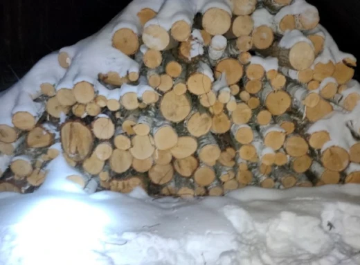 На Сумщині чоловіка підозрюють у незаконному порубі дерев на 820 тисяч гривень фото