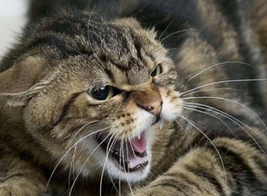 Смертельна небезпека: у Тростянці домашній кіт захворів на сказ і покусав господарів фото