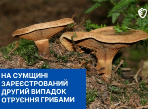 На Сумщині зафіксовано другий випадок отруєння грибами: жінка у тяжкому стані фото На Сумщині зафіксовано другий випадок отруєння грибами: жінка у тяжкому стані фото