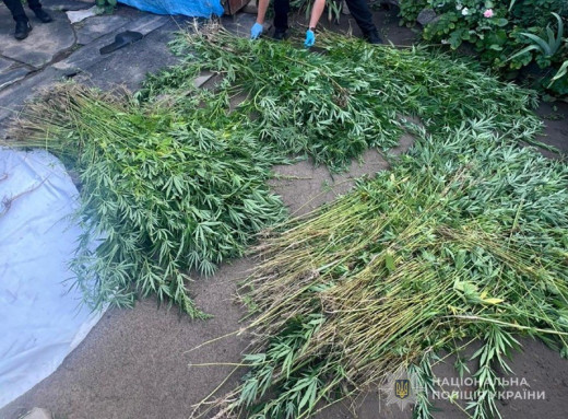 Масштабна наркоплантація на Сумщині: поліція виявила майже 2 тисячі кущів коноплі фото Масштабна наркоплантація на Сумщині: поліція виявила майже 2 тисячі кущів коноплі фото