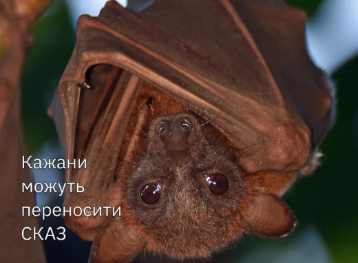 У Сумах двоє людей постраждали від укусів кажанів фото