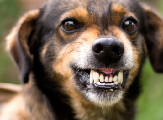 За рік на Сумщині виявлено 20 випадків сказу у тварин фото За рік на Сумщині виявлено 20 випадків сказу у тварин фото