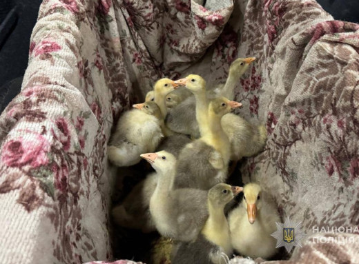 "Білі янголи" евакуювали з Білопільщини літню жінку з гусенятами фото