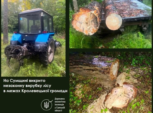 На Сумщині виявили нелегальний поруб дерев: шкода понад 144 тисячі гривень фото