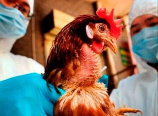 Ще в одному селі на Сумщині виявили пташиний грип фото