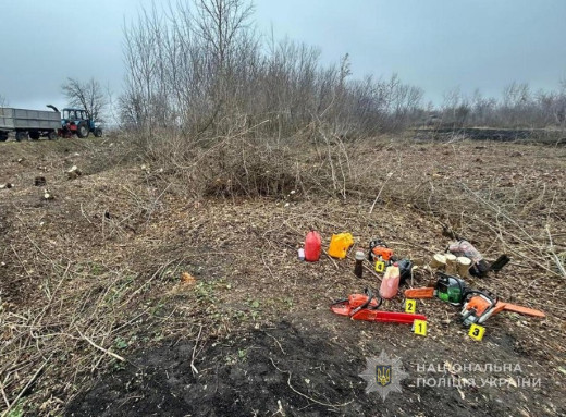 Понад 200 дерев: поліція розслідує масову незаконну вирубку у лісосмузі Охтирського району фото