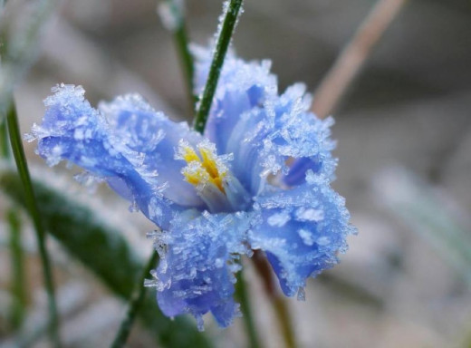 На Сумщині прогнозують заморозки та мокрий сніг фото
