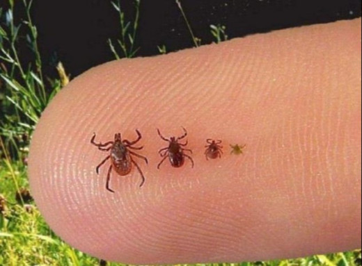 В Україні почався сезон кліщів і медики нагадали про правила безпеки фото