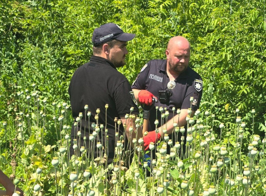 На Конотопщині поліція вилучила понад 200 кущів снодійного маку фото