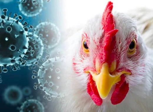На Сумщині від пташиного грипу загинули більше сотні курей фото
