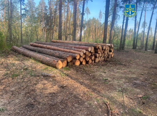На Сумщині судитимуть лісника за незаконну вирубку на 5,9 млн грн фото На Сумщині судитимуть лісника за незаконну вирубку на 5,9 млн грн фото