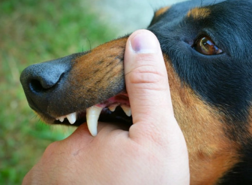  У селі Печище під Сумами зафіксовано повторний випадок сказу: спочатку лисиця, потім собака фото