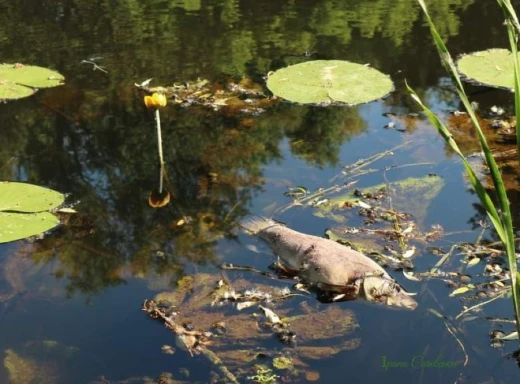На Сумщині гине риба в річці Сейм: причиною може бути нестача кисню фото