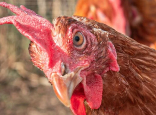 На Сумщині від пташиного грипу загинули десятки курей фото