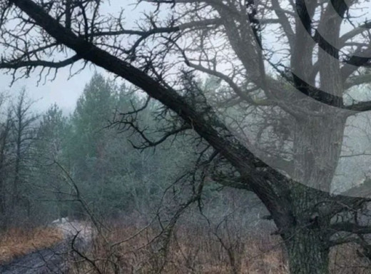 Без істотних опадів, але з туманом: прогноз погоди для сум’ян на найближчі дні фото