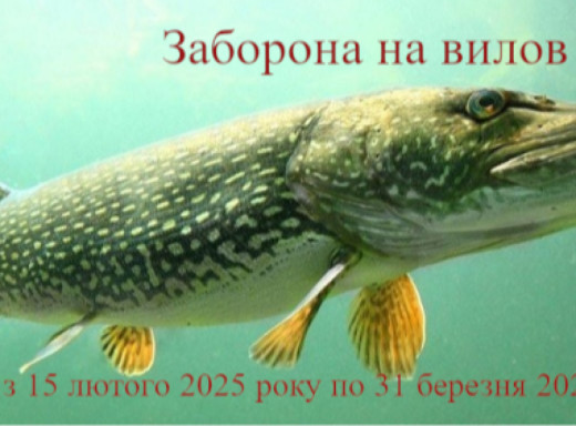 На Сумщині на півтора місяця заборонять ловити щук фото