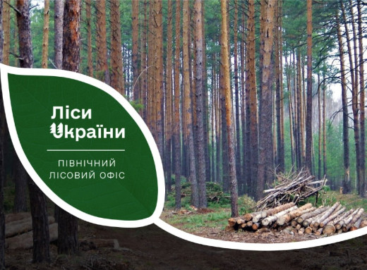 Безкоштовна деревина для мешканців прифронтових громад Сумщини: детальна інструкція фото