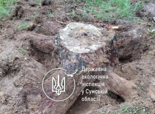 На Сумщині викрито лісників, які намагалися приховати сліди незаконної рубки фото На Сумщині викрито лісників, які намагалися приховати сліди незаконної рубки фото