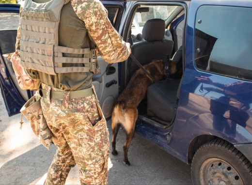 Службові собаки на блокпостах Сумщини за 3,5 місяці виявили 220 вибухових пристроїв та 40 одиниць зброї фото
