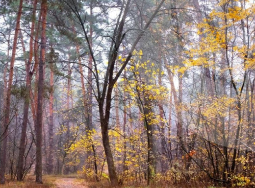 Сонячна субота та хмарна неділя: погода на Сумщині 8 та 9 листопада фото