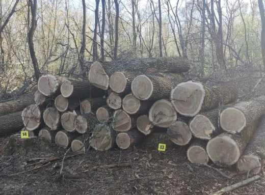 Троє мешканців Сумщини незаконно вирубали лісу на понад 1,3 млн грн фото