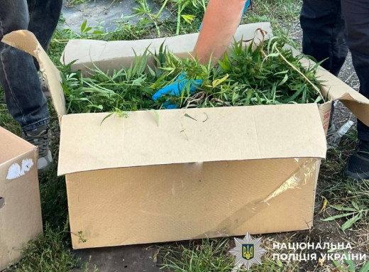 У Сумах поліція виявила незаконний посів конопель фото У Сумах поліція виявила незаконний посів конопель фото