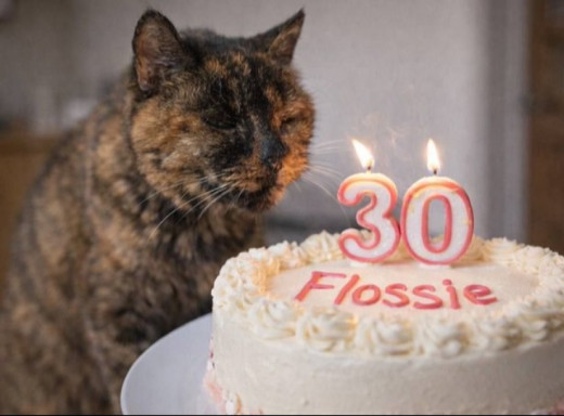 Найстаріша кішка у світі знову здивувала: Флоссі в Британії виповнилося 30 років фото