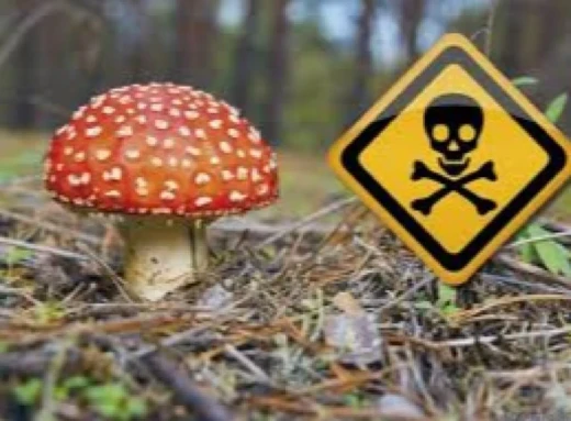У Сумах грибами отруїлося двоє фото