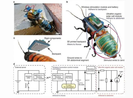 У Німеччині тарганів перетворюють на кіборгів для розвідки у закритих зонах фото