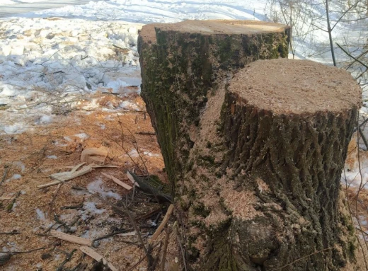 У Сумах біля озера Чеха хочуть зрубати два десятки дерев фото