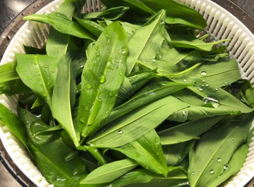 Смертельна пастка: як відрізнити черемшу від отруйного «двійника» фото