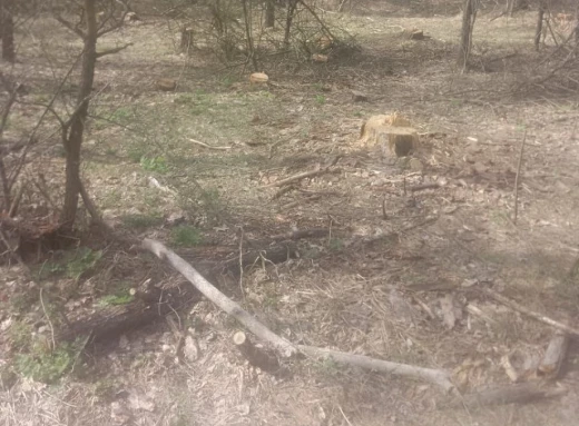 На Сумщині на території лісгоспу знайшли нелегальний поруб на 700 тис. грн фото