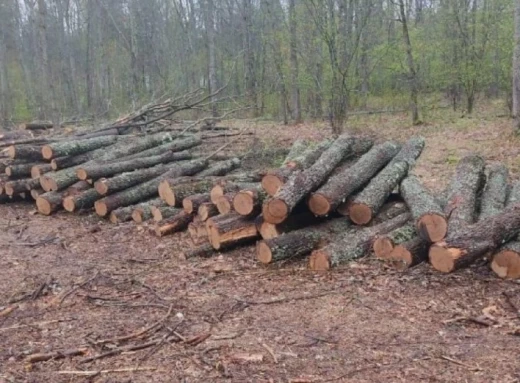 На Сумщині судитимуть службовця агролісгоспу за незаконний поруб 582 дерев фото
