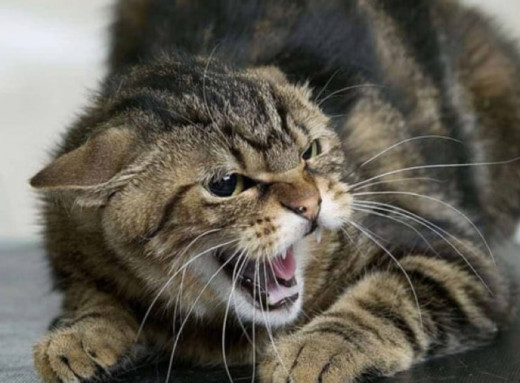 У Буринській громаді на Сумщині ввели карантин: домашня кішка покусала людей, лабораторно підтверджено сказ фото