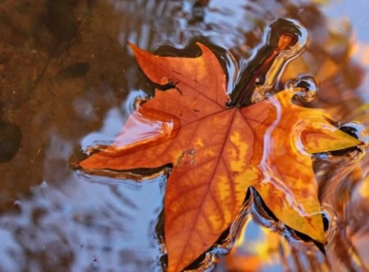 Прогноз погоди на вихідні 11–12 листопада: осінь нагадає про себе фото