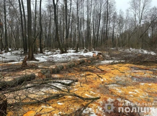 На Конотопщині затримали лісоруба, який нарубав дров у заповіднику фото