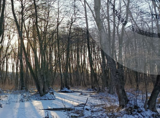 До -25°С: на Сумщині очікується різке похолодання та ожеледиця фото
