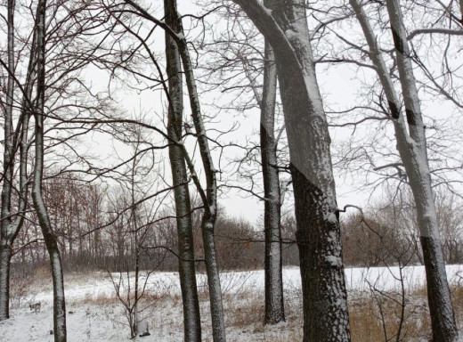 Відлиги та похолодання: синоптики розповіли про погоду на Сумщині на початку тижня фото
