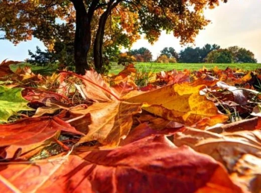 5 ідей, як корисно використати опале осіннє листя фото