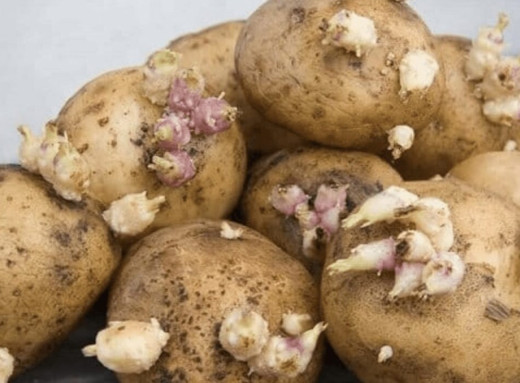 Чи можна готувати пророщену картоплю: поради щодо безпечного вживання фото