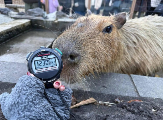 У Японії визначили капібару, яка найдовше купалася у гарячій ванні фото