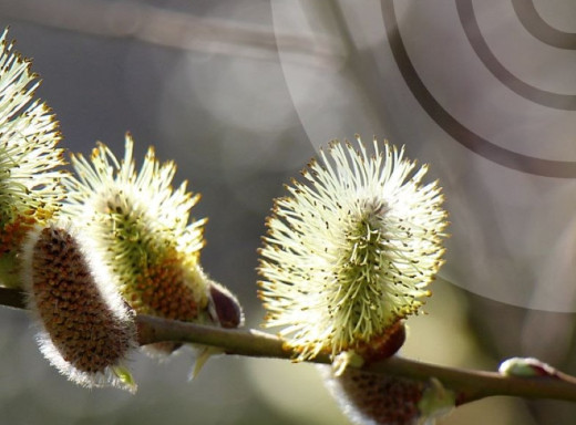 Прогноз погоди на Сумщині: очікуються дощі, сильні пориви вітру та нічні заморозки фото